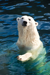 Image showing Polar bear