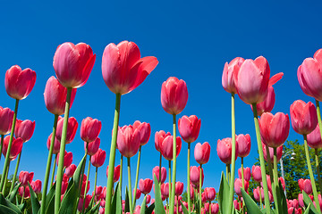 Image showing Tulip flowers