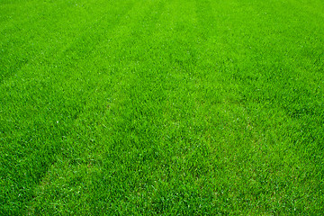 Image showing Green grass