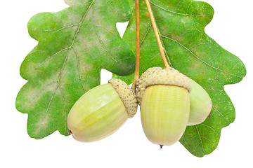 Image showing Acorn