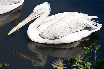 Image showing Pelican