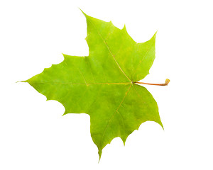 Image showing Maple leaf