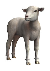 Image showing Lamb