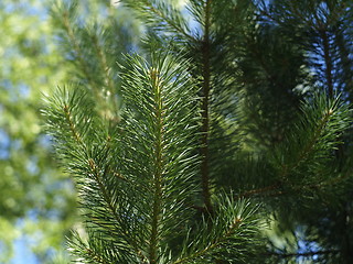 Image showing pine needles