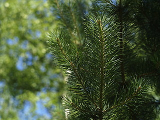 Image showing pine needles