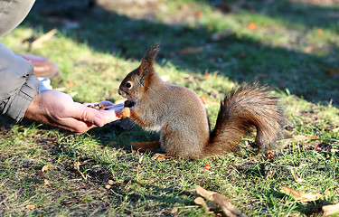 Image showing Squirrel eating nuts with hands