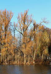 Image showing Autumn trees without leaves in water