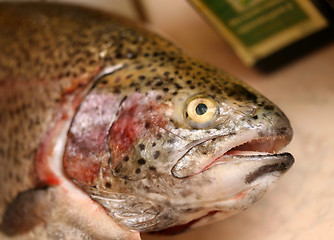 Image showing Trout fish head