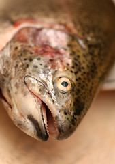 Image showing Trout fish head