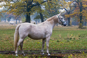 Image showing White horse