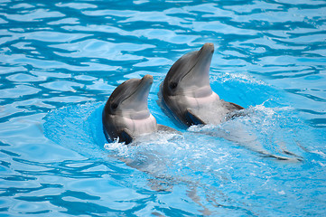 Image showing Dolephin race