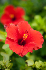 Image showing Bermuda Red Hibiscus Flower 