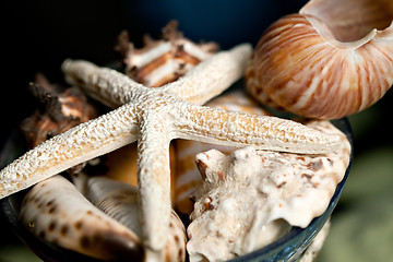 Image showing Sea Shells and Starfish