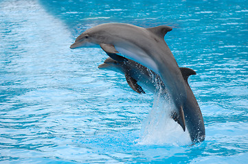 Image showing Dolphins jumping