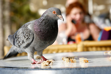 Image showing Urban Pigeon