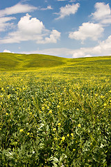 Image showing Flowered Landscape