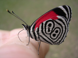 Image showing Butterfly