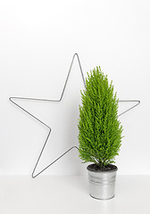 Image showing Christmas star and little green tree