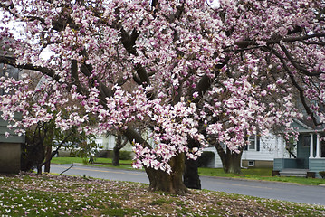 Image showing Cherry Blossoms