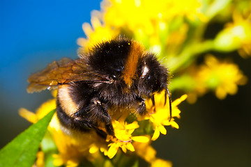 Image showing Bumblebee