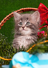 Image showing Cute gray kitten