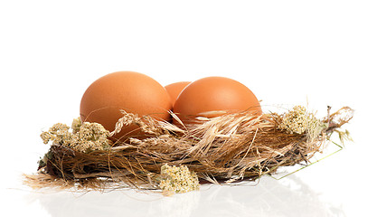 Image showing Eggs in nest