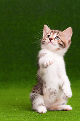 Image showing Cute kitten