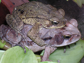 Image showing Frogs