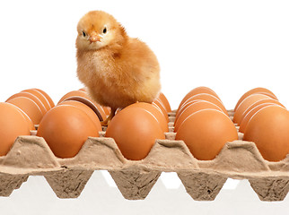 Image showing Eggs and chicken