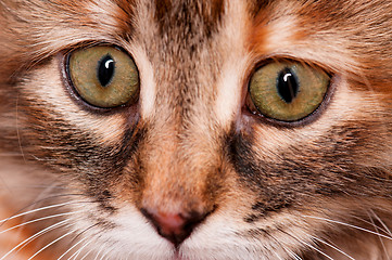 Image showing Portrait of kitten