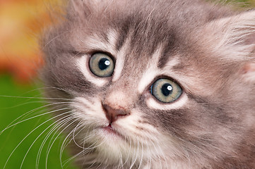 Image showing Cute gray kitten