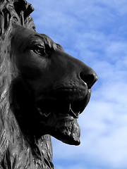 Image showing Lion