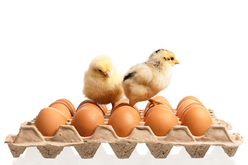 Image showing Eggs and chicken