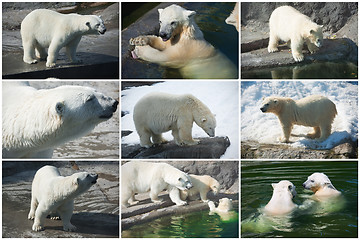 Image showing Polar bears