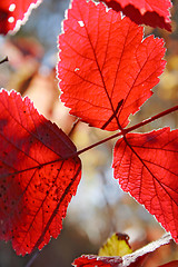 Image showing red leaf