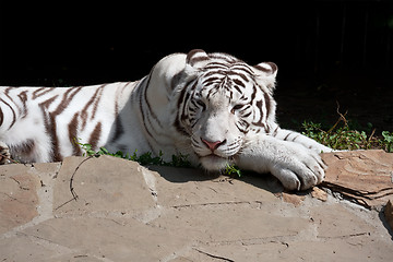 Image showing White Tiger