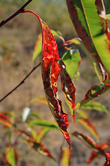 Image showing dotted leaf