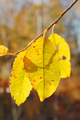 Image showing yellow leaves