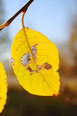 Image showing yellow leaf