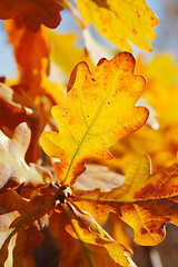 Image showing warm oak leaves