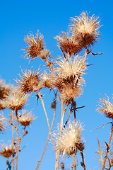 Image showing autumn - dry thistle