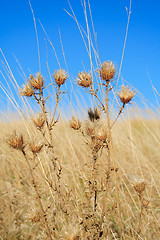 Image showing autumn - dry thistle