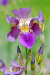 Image showing iris flower