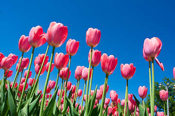 Image showing Tulip flowers