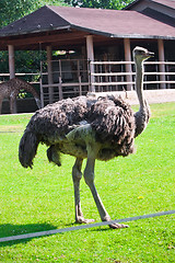 Image showing Ostrich