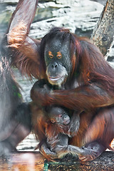 Image showing Orangutan