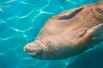 Image showing Walrus