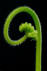 Image showing sundew - Drosera capensis