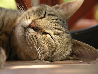 Image showing sleeping cat