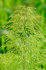 Image showing Equisetum silvaticum